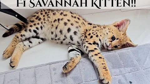 Video 2445191: african serval savannah cat, f1 savannah kitten, domestic cat african serval, beautiful savannah kitten, domestic cat cross