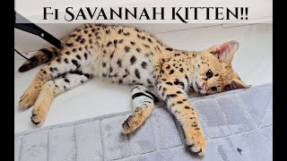 F1 Savannah Kitten at Luxury Savannahs by Luxury Savannahs 1,530 views 11 months ago 7 minutes, 21 seconds