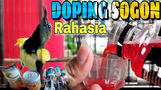 DOPING SOGON❗Bongkar Rahasia Racikan Doping sogon langsung gacor seketika