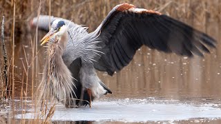 About Two Minutes Shakin' and Fishin' with the Great Blue Heron (Ardea herodias)