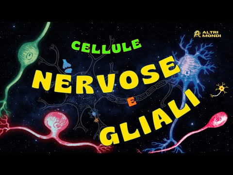Le Cellule Nervose:🧠