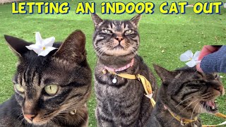 Reaction of a cute cat outside? Cats go on a cat safe garden? Cute cat wants to go outside