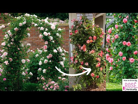 Video: Flamentanz - klimroos voor landschapsontwerp. Hoe kweek je deze variëteit in je achtertuin?