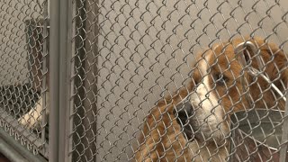 Cheyenne Animal Shelter cares for more than 100 rescued animals after large-scale neglect