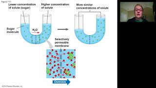 Chapter 7 Diffusion and Osmosis