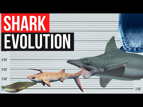 Shark Evolution | In one minute