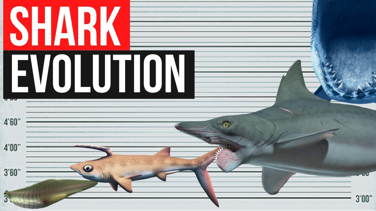 Shark Evolution In one minute YouTube