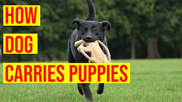 How do puppies lay in the womb?