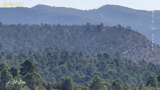 غابة مزبال بين تكوت و مزيرعة Forest of Mezbel between Tkout & M'ziraa