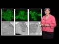 Susan Lindquist (Whitehead, MIT / HHMI) 1b: Protein Folding in Neurodegenerative Disease