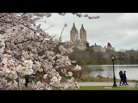 NYC LIVE Central Park Cherry Blossoms to Times Square 🌸 (April 6, 2022)