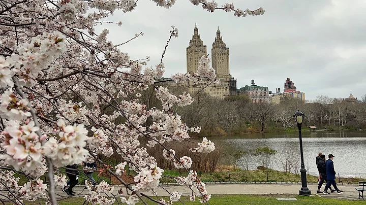 NYC LIVE Central Park Cherry Blossoms to Times Square  (April 6, 2022)