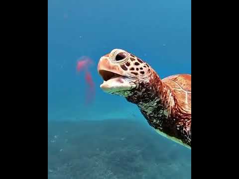 Vídeo: As tartarugas cabeçudas comem água-viva?