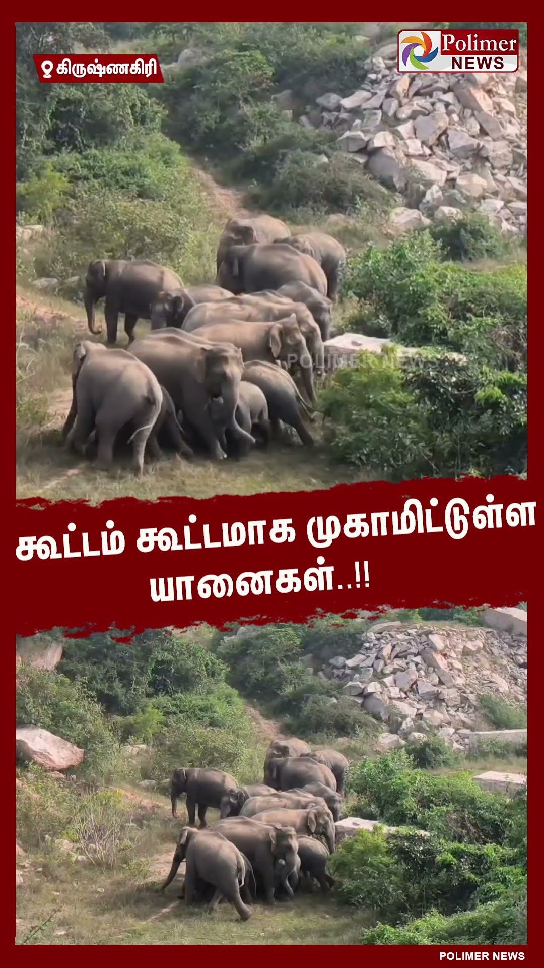 கூட்டம் கூட்டமாக முகாமிட்டுள்ள யானைகள்.. வனத்துறையினர் எச்சரிக்கை..#shorts