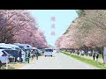 北海道櫻花百選之路 | 4K | 日高靜內 | Traveler