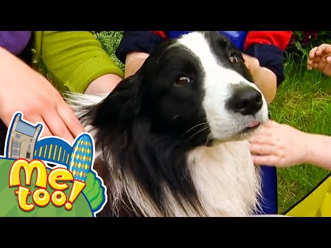 Me Too! - Bathtime for Sampson the Dog! | TV Show for Kids