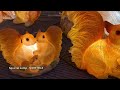 Squirrel Family Sculpture Lights | Garden &amp; Park Decoration | Northyle