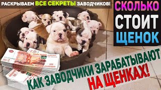 Вся правда о заводчиках! Бизнес на собаках. Сколько реально должен стоить щенок ?