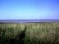 Elbe Delta Blues
