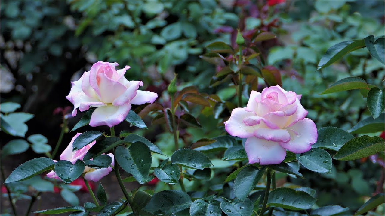 ばら園の二番花見頃 神代植物公園21 The Second Flower Of The Rose Is In Full Bloom At Jindai Botanical Garden 21 Youtube