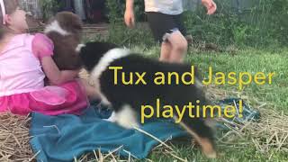 Super cute Australian shepherd puppies PLAYING! by Davishire Australian Shepherds 104 views 5 years ago 2 minutes, 29 seconds