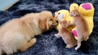 Golden Retriever and Baby Kitten Become Friends