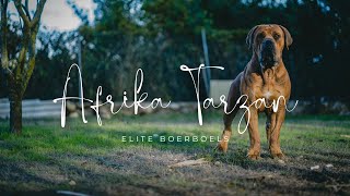 Tarzan Big Red Boerboel Attack ( Bite Work) by Elite Boerboels (Dog Breeding&Protection Training) 2,261 views 2 months ago 1 minute, 18 seconds