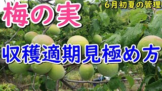 梅の実の収穫適期っていつ？初夏の管理ポイントと害虫対策 - YouTube