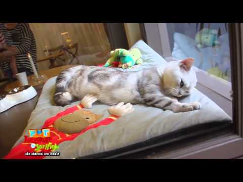 Pet Lover by Jerhigh : อาหารต้องห้ามสำหรับแมว