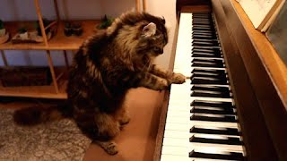 Music loving cat determined to learn how to play piano