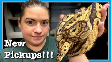 UNBOXING NEW BALL PYTHONS! 2 New Local Pickups | Ball Python Breeding