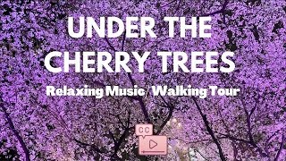4K Walking Tour at Ueno Park sakura / cherry blossoms & Relaxing Music
