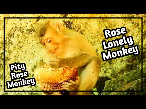 funny kids movies Pity Pitel Rose Monkey, | Rose lonely monkey, Swimming Lonely ,