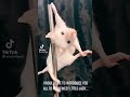 Adorable hamster moments with captivating voiceovers