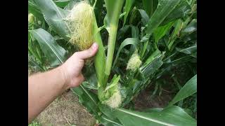 The Progress of the 2021 Corn Crop