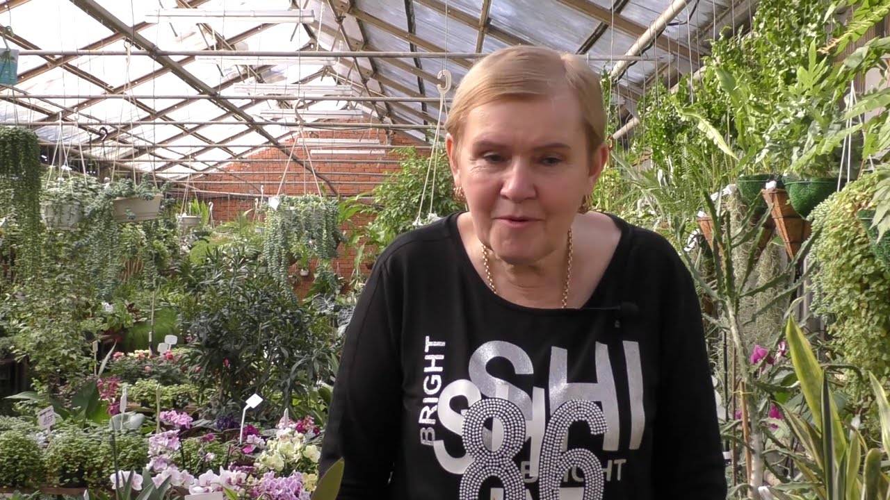 Традесканция-уход и размножение. Каллизия душистая(золотой ус)