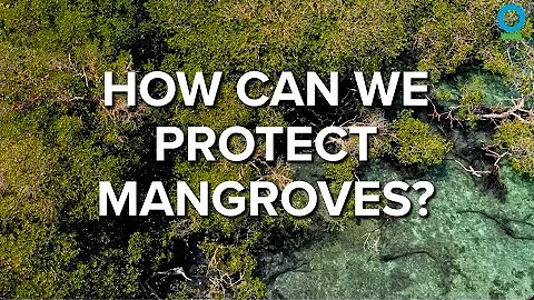 How Can We Protect Mangroves? - DayDayNews