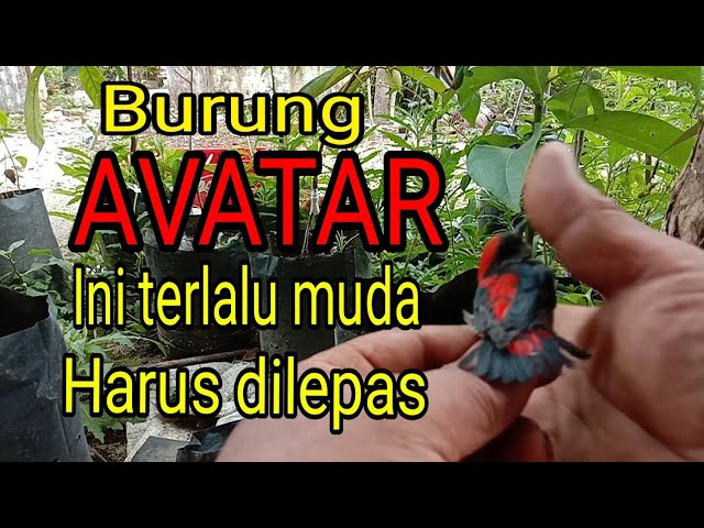 PIKAT BURUNG AVATAR MERAH‼️DIKEBUN COKLAT‼️BIRD TRAP class=