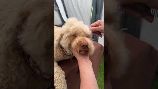 Trimming the hair around the eyes of a Lagotto.