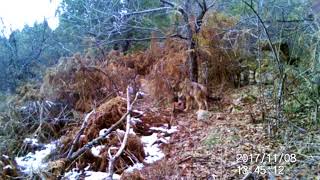 lupo mentre mangia una preda - ecco il video - I colori del serchio - noitv