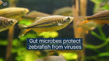 Gut microbes protect zebrafish from viral infection through the TLR2-Myd88 cell signaling pathway
