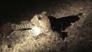 Simbambili Leopard Baboon Barking