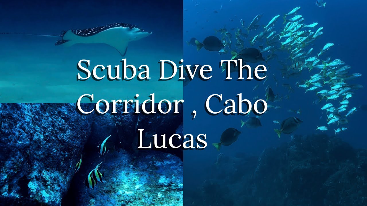 SCUBA Diving The Corridor (Chileno Bay and Whale Beach) Cabo San Lucas