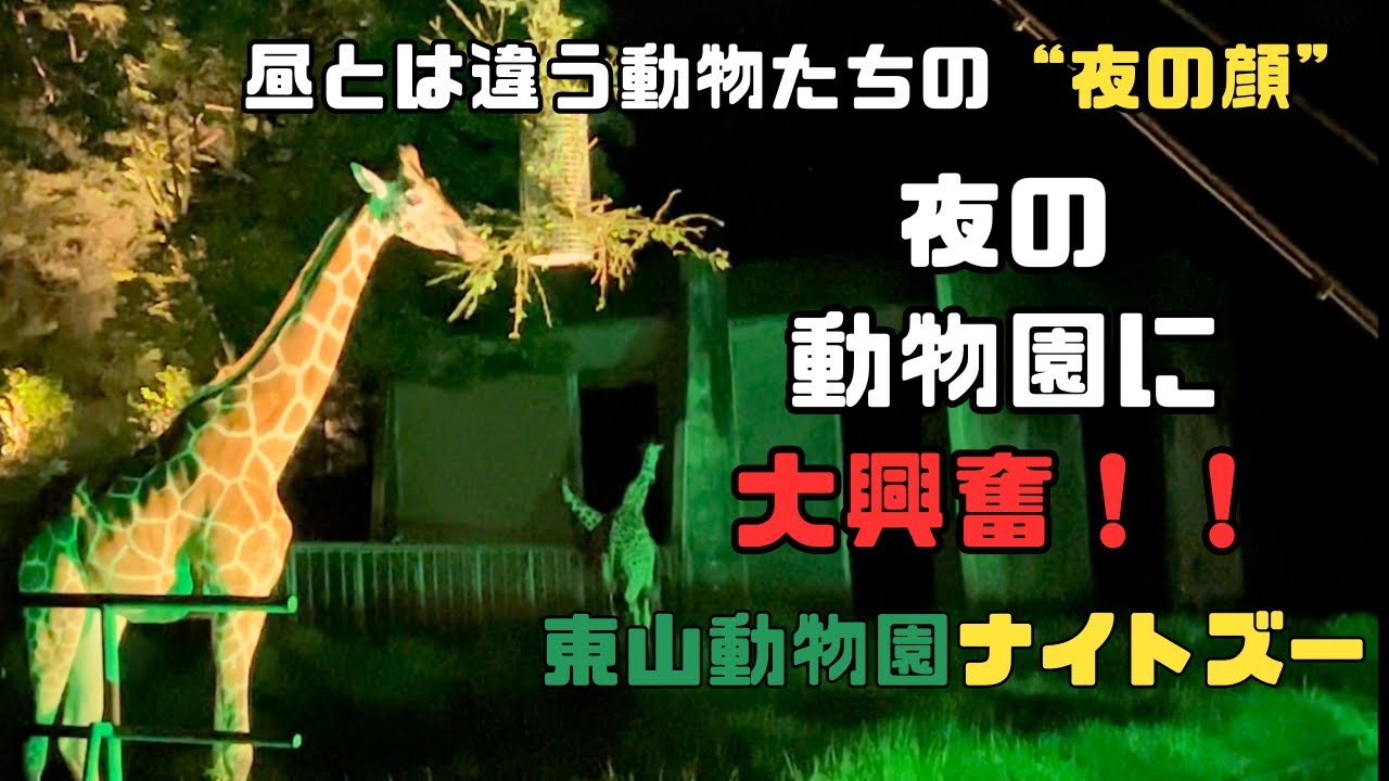 【2023年最新版】東山動物園ナイトズーが最高！！ - YouTube