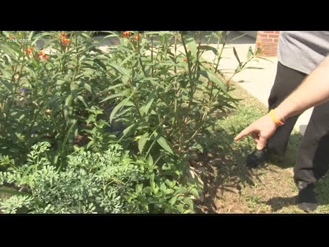 Butterfly garden dedicated at Saluda River Academy for the Arts