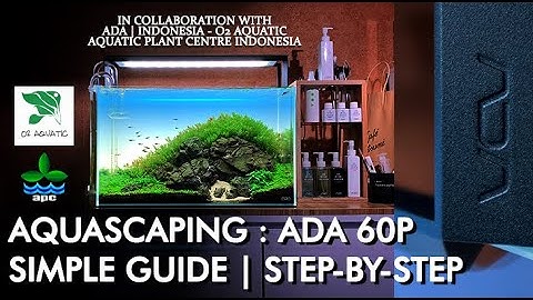 Aquascape / ADA Cube Garden 60P Setup Step-by-Step [O2 Aquatic-APC Indonesia -Aquario -Sicce Whale]