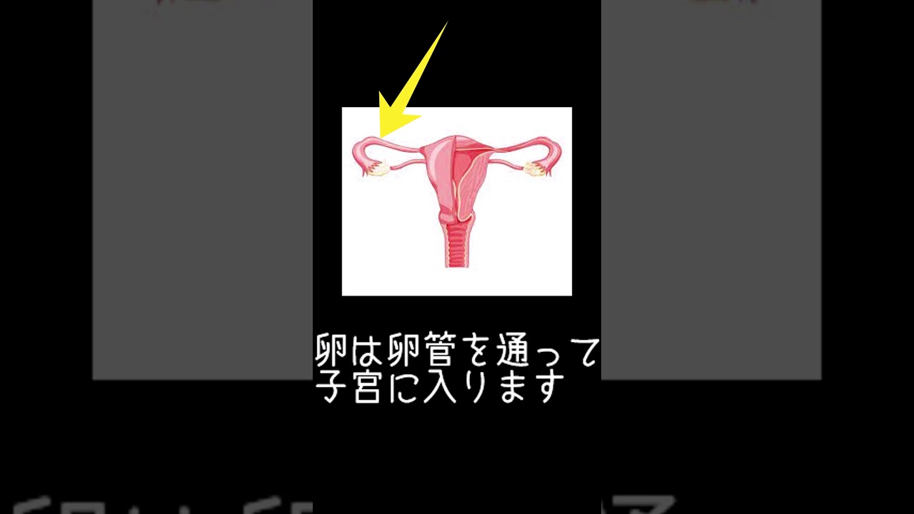 #shorts 卵管の大切さ