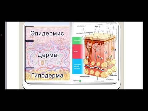 Гистология кожи