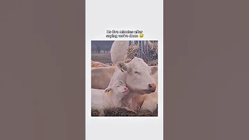 So Cute 