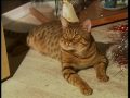 Cat Ocicat の動画、YouTube動画。